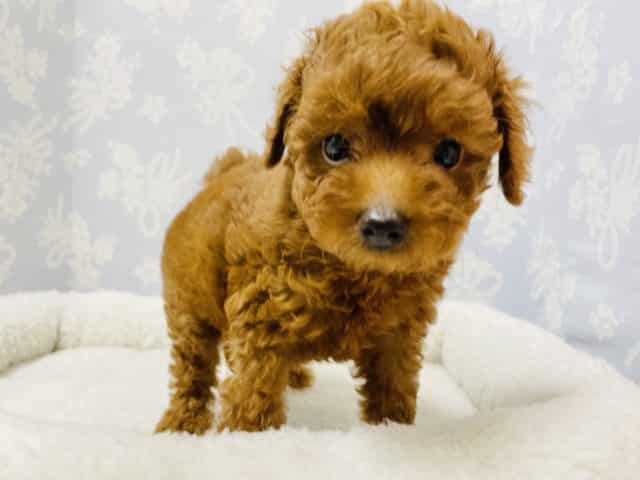 可愛さ優勝級♡トイプードルくん！