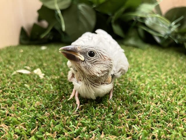 シルバー文鳥ヒナ
