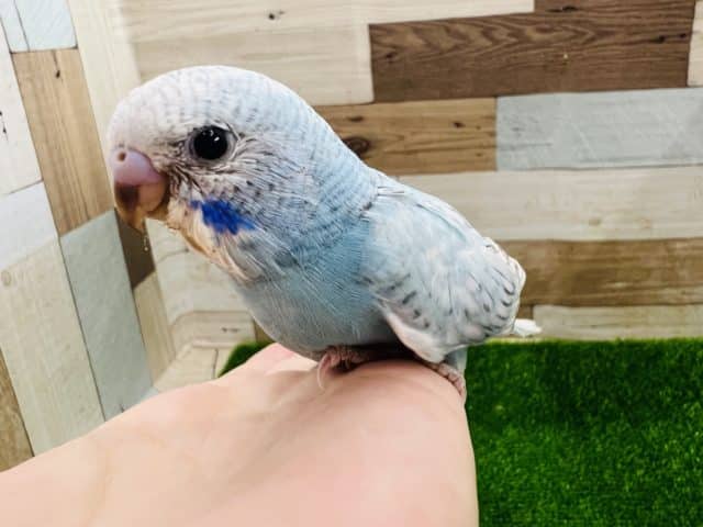 うるうるお目目♡ぺたんこ♪水色のスパングルセキセイインコ