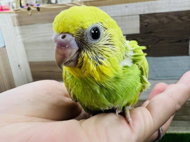 鮮やかで綺麗なスパングルセキセイ☆