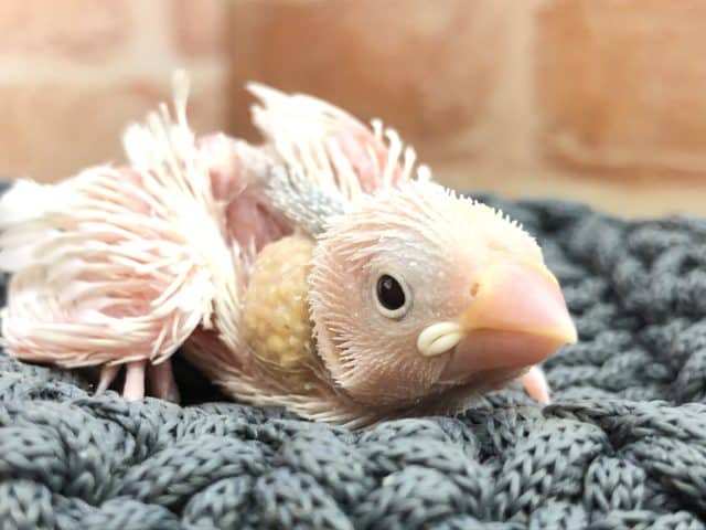 白文鳥が入舎ですよ！　R４　９／２８撮影