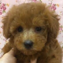 まるっとフォルムが可愛い！プードルの女の子いるよ！