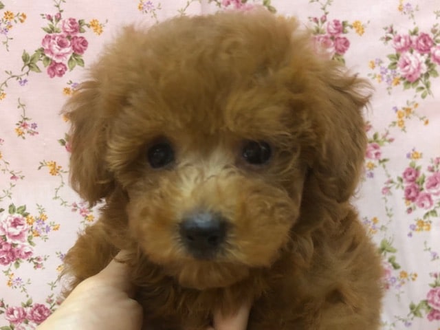 まるっとフォルムが可愛い！プードルの女の子いるよ！