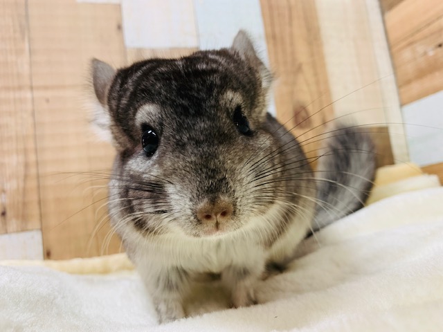 小柄くん☆カキカキできるチンチラ(グレー)くん！！