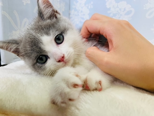 イケメンな甘えんぼ♡ブリティッシュショートヘアくん☆