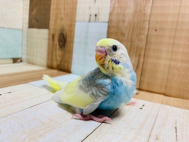 振り向いた顔が可愛らしい♡セキセイインコ(パステルレインボーパイド)さん♪