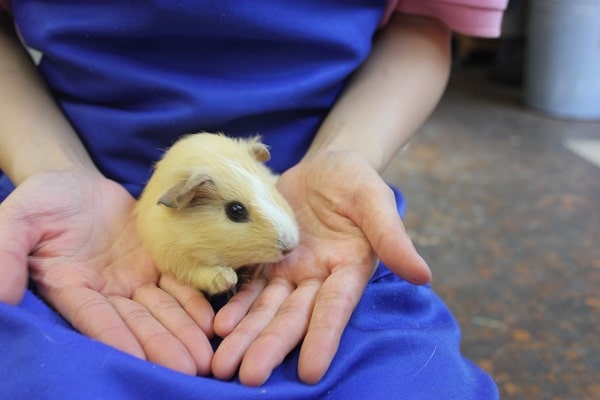 イチオシ💛イングリッシュモルモットさんです💛♀
