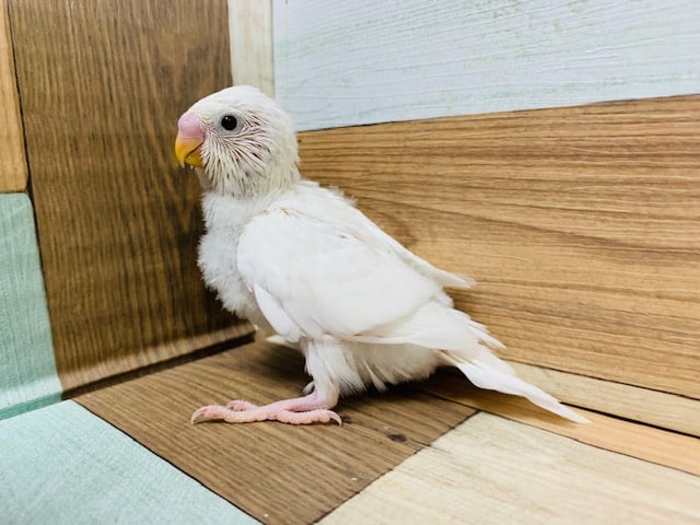 人気の黒目さん♪元気いっぱいなセキセイインコ(ダブルファクター)さん！