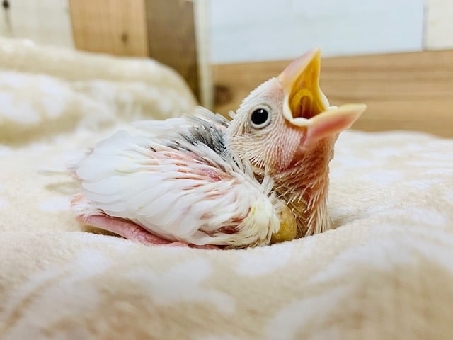 ヒナヒナのはげちゃびん♡待っていた方も多い白文鳥さん♪