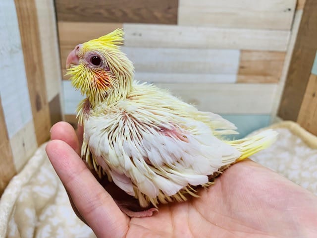 むっちりぼでぃ♡うっとり顔がたまらない！オカメインコ(ルチノー)さん！！