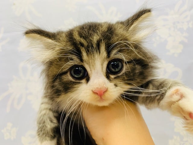 ②当店産まれの美形にゃんこ4兄弟♪寝るのが大好きなコ☆