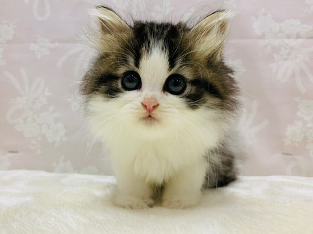 ④当店生まれの美形にゃんこ兄弟♪紅一点のおてんばさん♡