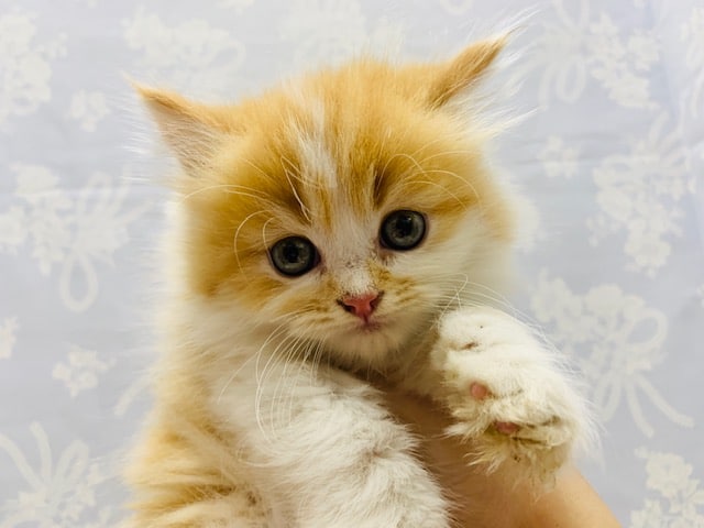 ごろんごろん可愛すぎ♡スコティッシュフォールドくん☆