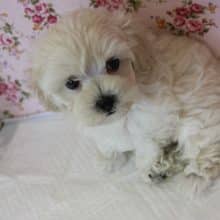 最高級なかわいさ💛人気のマルプーちゃん女のコ💛♀