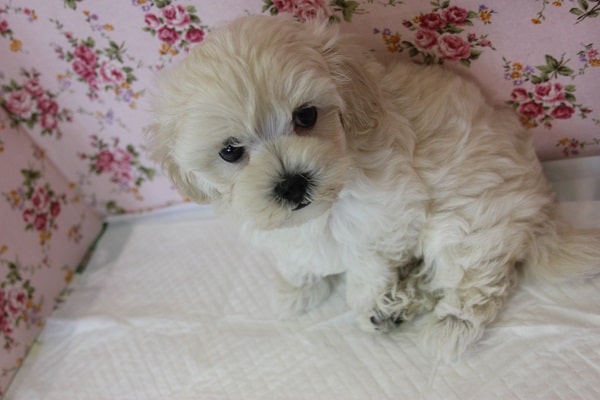 最高級なかわいさ💛人気のマルプーちゃん女のコ💛♀