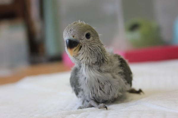 すでにイイお色♥コザクラインコ（モーブ）さん♥