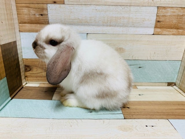 垂れ耳のもふもふさん♪ロップイヤーラビットくん☆