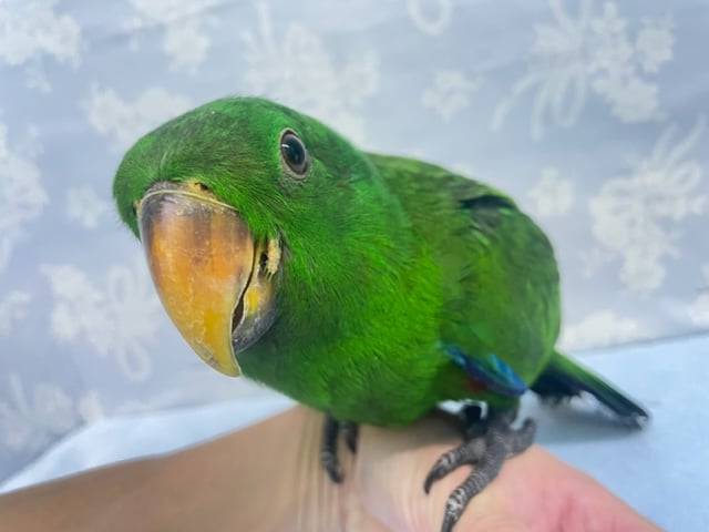 存在感💛オオハナインコ　男の子　2022年6月生まれ