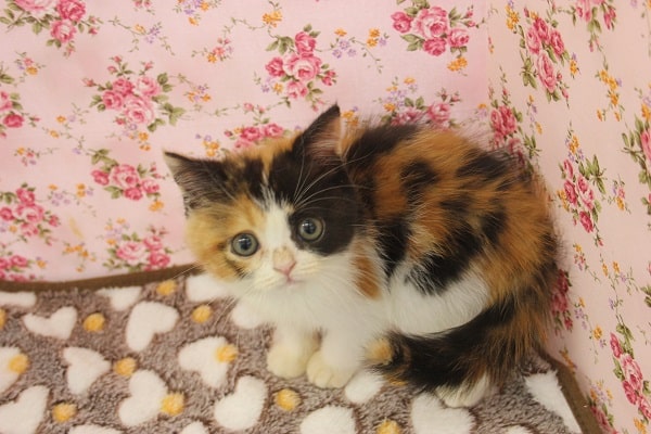 しょぼん顔にイチコロッ💛スコティッシュＦ女のコ💛♀