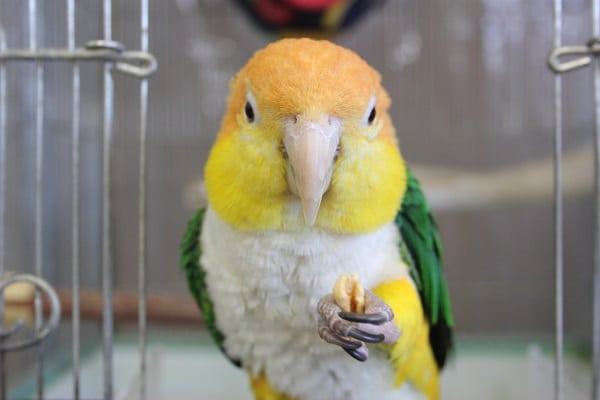 ちょっぴり怖がりさんだけど…個性的で愛おしいシロハラインコさんです💛