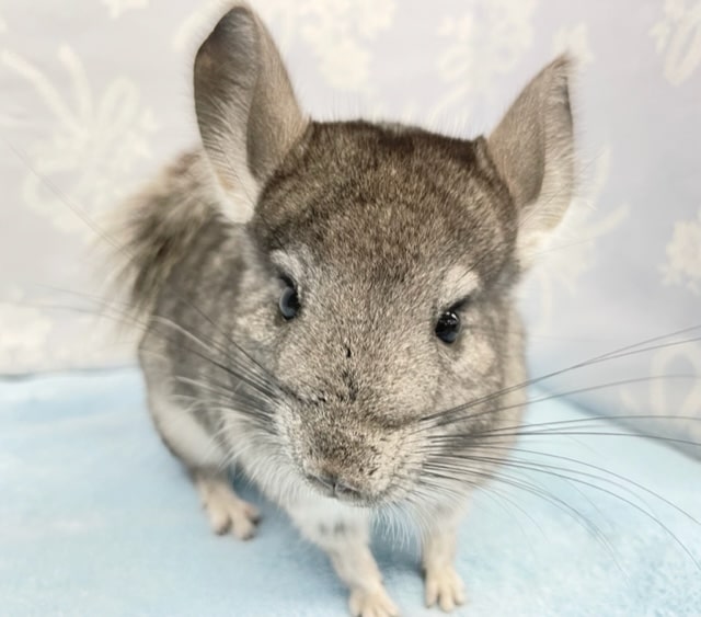 ダッシュ💛チンチラ（グレー）女の子　2022年4月生まれ