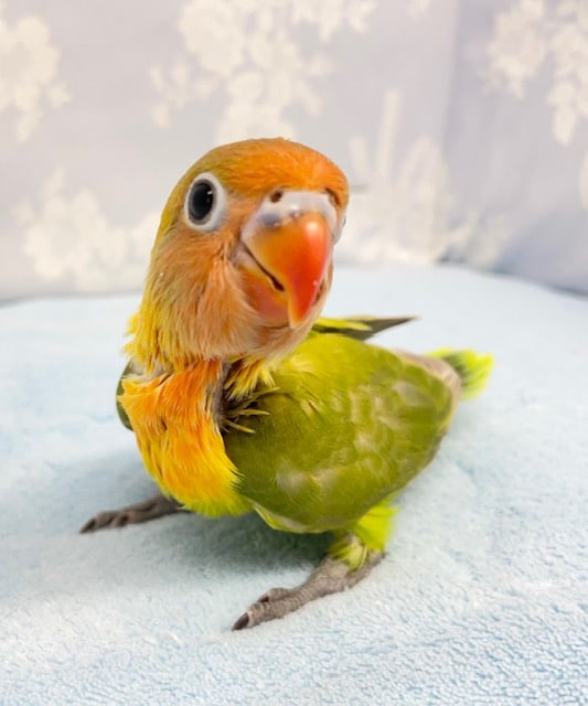 オレンジ💛ヤマブキボタンインコ　2022年8月生まれ