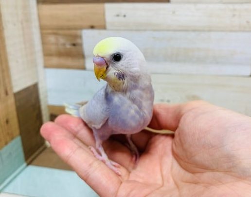 淡いカラーの人気さん♪セキセイインコ(ライラック)さん☆