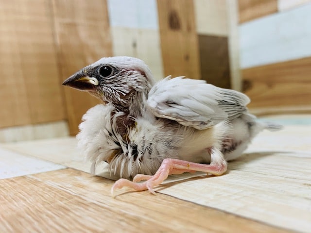 食べっぷりが素敵☆シルバー文鳥さん♪