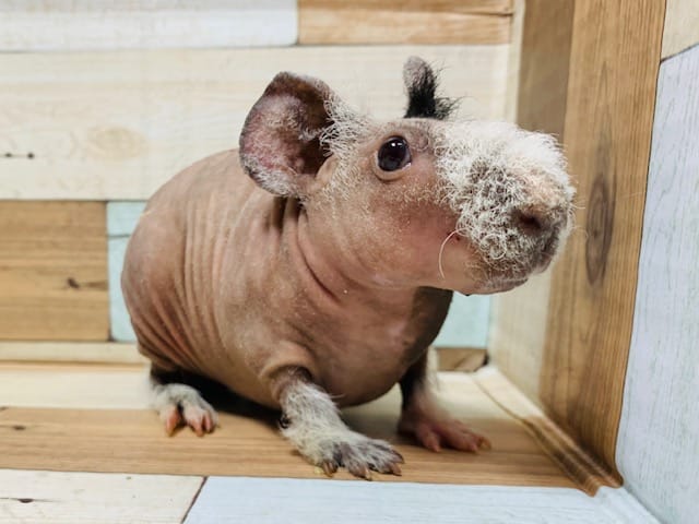 牧草モグモグが可愛い♡スキニーギニアピッグくん☆