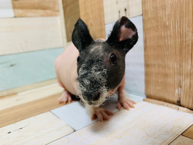 むちむち♡スキニーギニアピッグくん♪