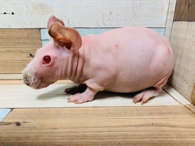 まるでブタさん?!スキニーギニアピッグくん☆