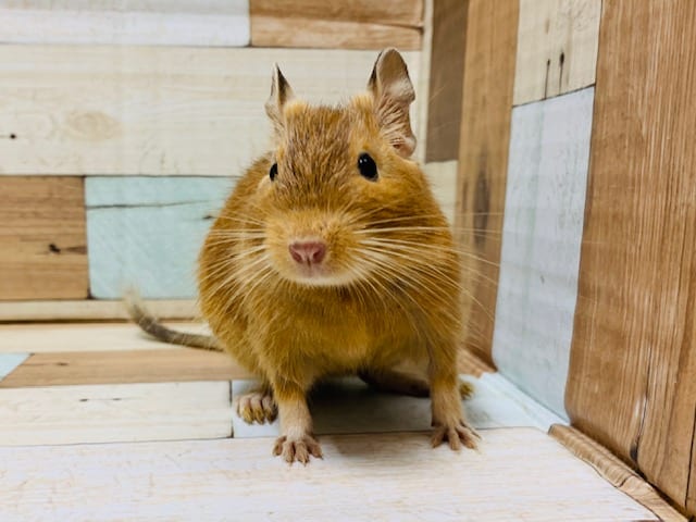 ①健康ボディ♪馴れています！デグー(サンド)兄弟☆