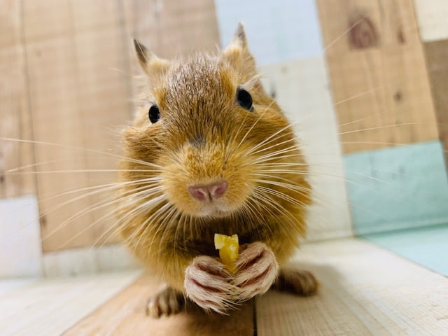 ②健康ボディ♪馴れています！デグー(サンド)兄弟☆