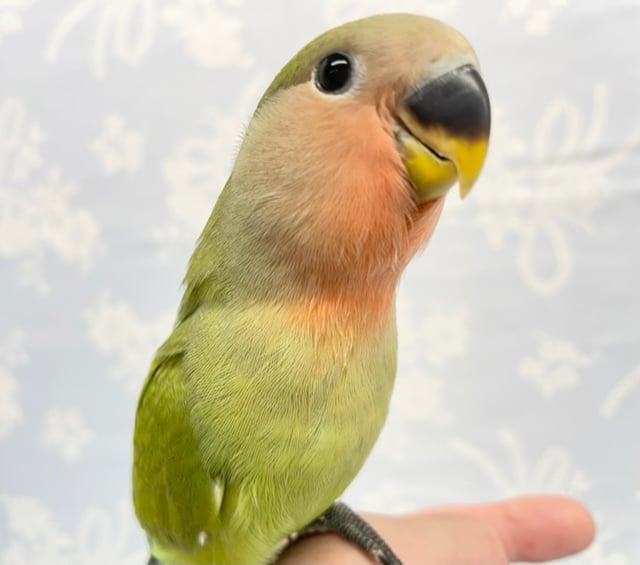 ムチッと💛コザクラインコ（ノーマル）2022年8月生まれ