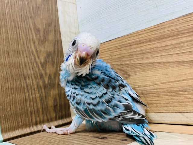 右に左にトテトテ♡セキセイインコ(オパーリン)さん！