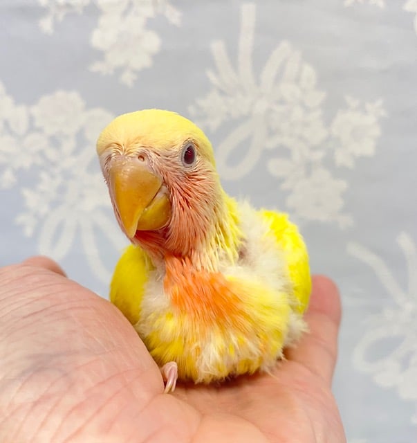 桃カラー💛コザクラインコ（ルチノー）　2022年8月生まれ