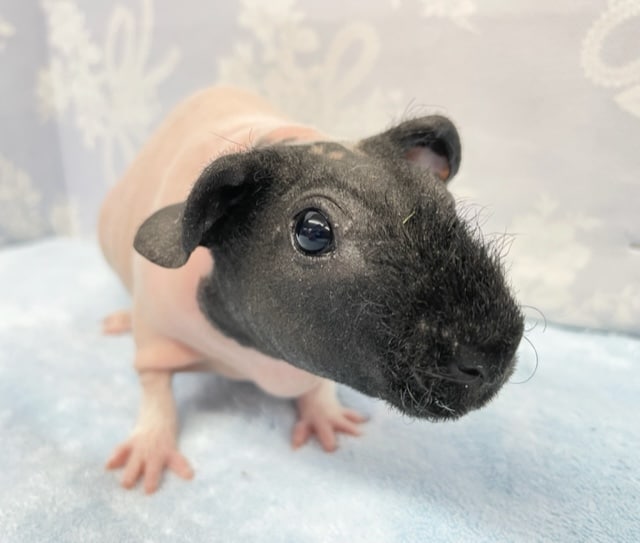 ブヒッと💛スキニーギニアピッグ　女の子　2022年8月生まれ