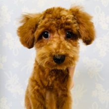 カットしてスッキリ☆元気っコなトイプードルくん♪