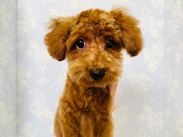 カットしてスッキリ☆元気っコなトイプードルくん♪