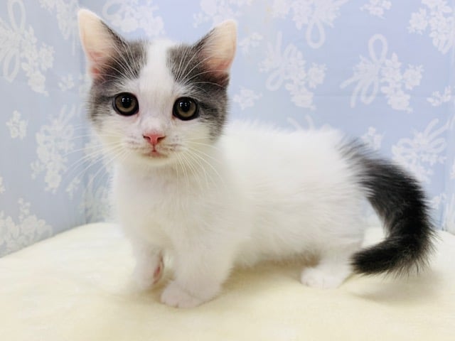 あまったれくん♡短足で人気のマンチカンくん☆