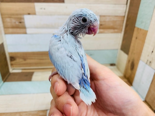 キレイなブルーが素敵☆マメルリハ(アメリカンホワイト)さん！