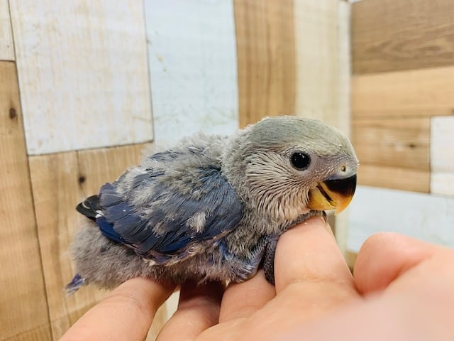 濃い色がきれい♡コザクラインコ(コバルト)さん☆