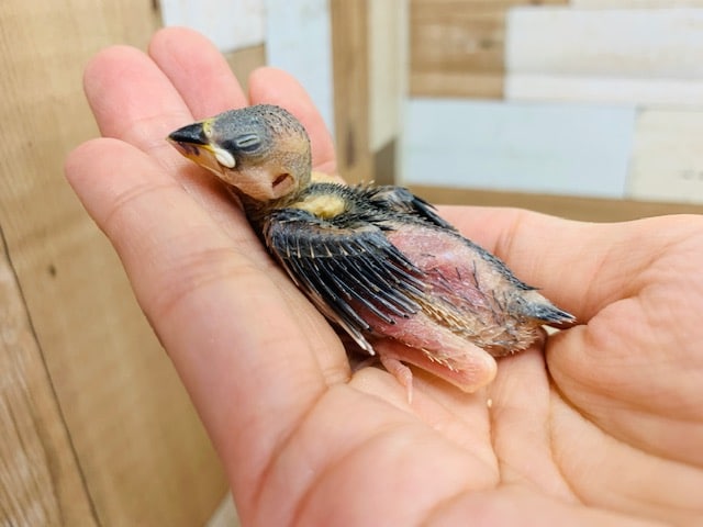 ちびちび･･･！桜文鳥さん！！