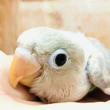 初入舎？　ボタンインコ　ホワイトカラー　R４　９／６撮影