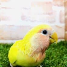 人気の黄色ボディに真っ赤な頭　コザクラインコ　ルチノー　R４　８／３０撮影