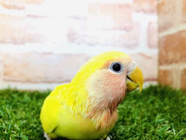 人気の黄色ボディに真っ赤な頭　コザクラインコ　ルチノー　R４　８／３０撮影