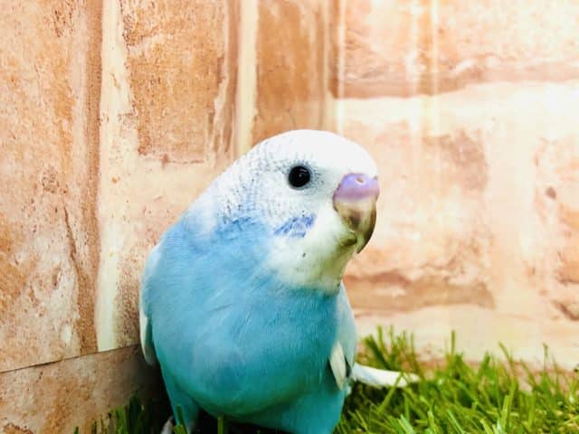 ホクロがチャームポイント？！　セキセイインコ　スパングル入舎です！！　Ｒ４　９／２撮影