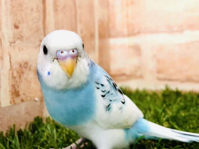 魅惑のパイド・・・　　セキセインコ　パイド　入舎です！　Ｒ４　９／２撮影