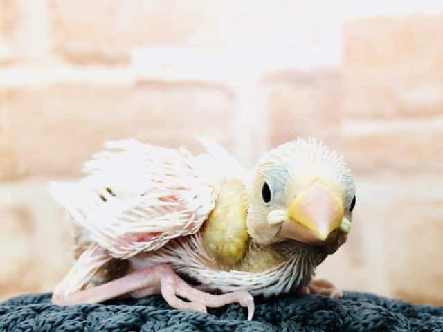 人気の白文鳥が今週も！　白文鳥　R４　９／１４撮影