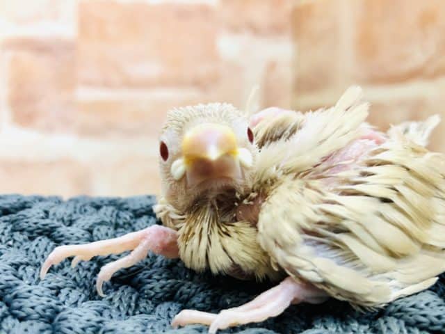 密かに人気なカフェオレカラー　シナモン文鳥　R４　９／２２撮影